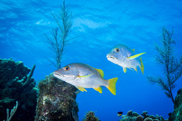 Coral reef and schoolmaster fish in the Caribbean