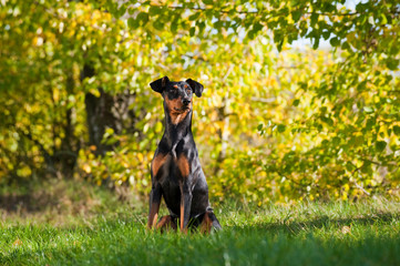 Deutscher Pinscher sitzt in Herbstlandschaft