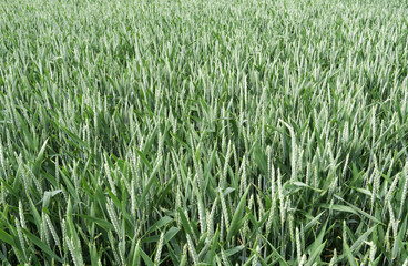 Agriculture: View over a growing wheat field in Eastern Thuringia in May