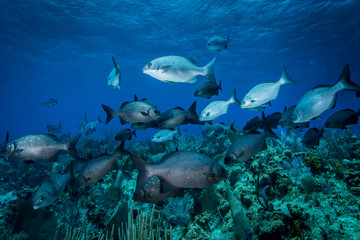 Fototapeta na wymiar Coral reef and school of fish in the Caribbean