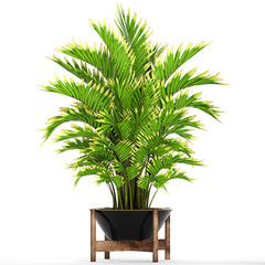 decorative palm