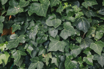A wall of common ivy. Usable as a background or texture. Also known as european ivy, english ivy or ivy.