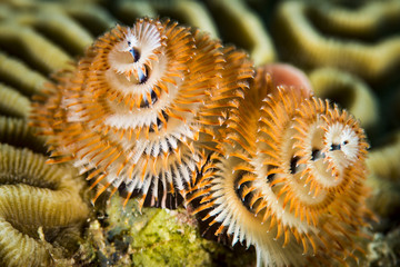 Christmas tree worm underwater in the Caribbean