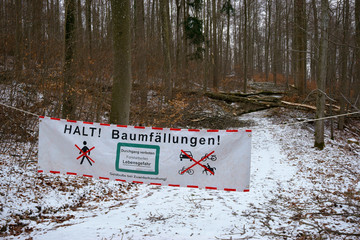 Baumfaellung im Forst