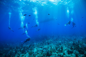 Obraz premium Divers surfacing at the end of a dive at Little Cayman