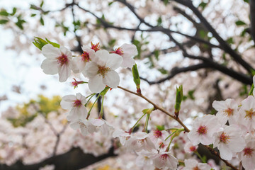 Close up sakura flower at Chiyoda park, Tokyo, Japan
