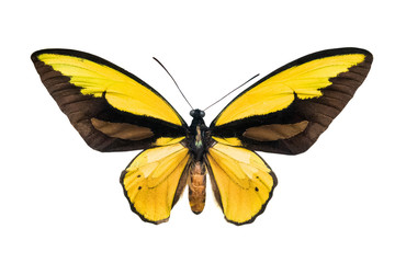 Fototapeta premium butterfly Ornithoptera croesus lydius m.