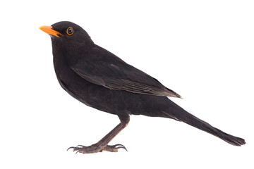 blackbird (Turdus merula)