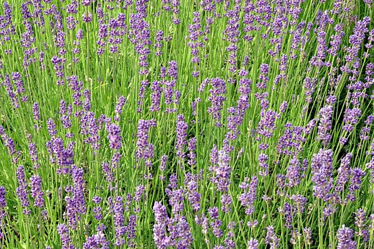 lavender blossoms the field
