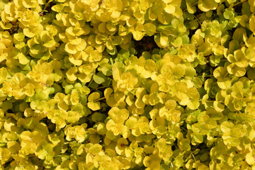 Golden creeping jenny