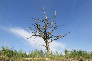 stare uschniÄ™te drzewo na tle nieba © marsad