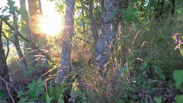 static shot of forest plants with twinkling sunlight