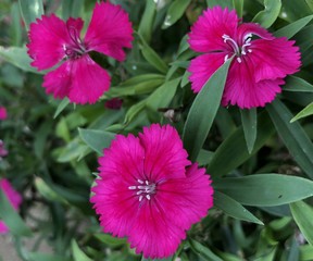 Little magenta color beauty