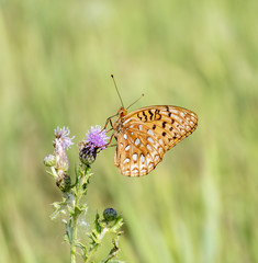 Macro of an Aphrodite Fritillary (Speyeria aphrodite) Collecting Pollen on Thistle