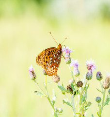 Macro of an Aphrodite Fritillary (Speyeria aphrodite) Collecting Pollen on Thistle
