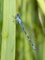 Macro of Tule Bluet Damselfy (Enallagma carunculatum) Resting on a Stalk in a Wet Meadow