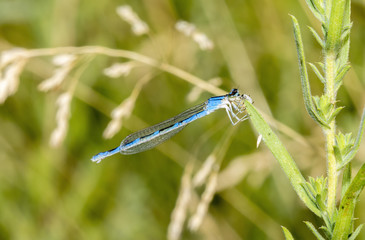 Macro of Tule Bluet Damselfy (Enallagma carunculatum) Resting on a Stalk in a Wet Meadow