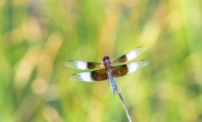 Macro of a Widow Skimmer Dragonfly (Libellula luctuosa) Perched on a Stalk