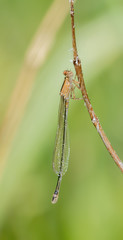 Macro of an Immature Teneral Plains Forktail (Ischnura damula) Resting on a Stick