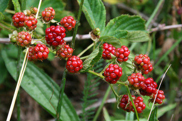 wilde Brombeeren