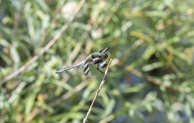 Macro of a Twelve-spotted Skimmer Dragonfly  (Libellula pulchella) Resting on a Twig
