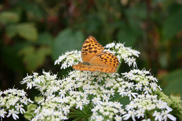 Schmetterling