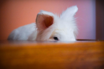 Obraz premium Close up of Cute Little White Bunny sleeps and rests