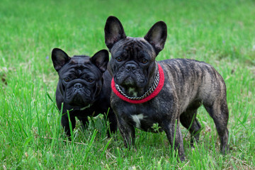 Two cute french bulldogs is looking at the camera. Pet animals.