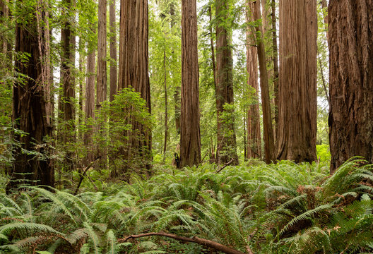 Redwood National Park in California © clsdesign