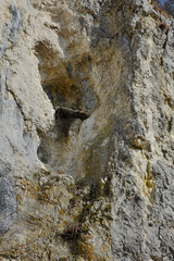 Fototapeta na wymiar Felswand mit Wanderfalkennest, Schwaebische Alb