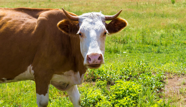 Cow on a summer pasture. Portrait of a white and red-haired cow close-up. Heifer is grazing in a on the green meadow.