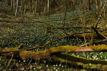 Maerzenbecher im Laubwald auf der Schwaebischen Alb