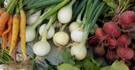 Vegetables, Root Veggies, Close Up, Colorful Farm Fresh Produce Variety of Carrots, Onions and Radishes; Farm to Fork/Table, Healthy Eating, Farming