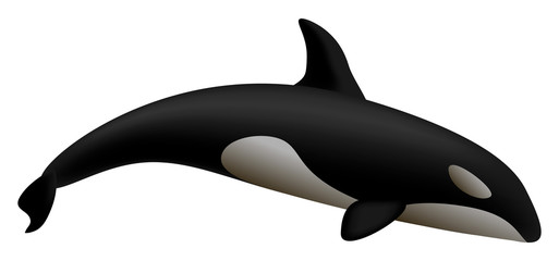 Obraz premium Orca whale mockup. Realistic illustration of orca whale vector mockup for web design isolated on white background