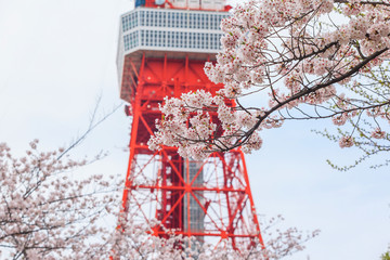 Full bloom of sakura flower cherry blossom in Zojoji temple, Japan