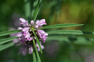 Siberian motherwort