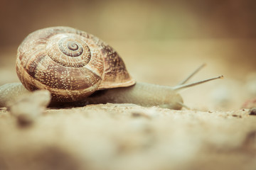 big snail among small stones