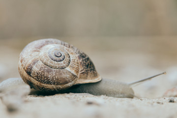big snail among small stones
