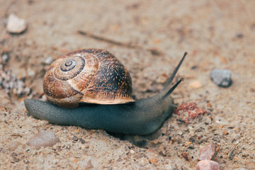 big snail among small stones