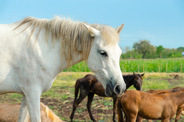 Obraz na płótnie Canvas White Horse in the field