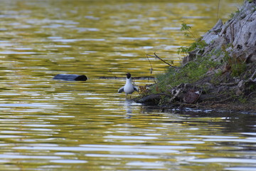 Seagull sitting on a log in the water