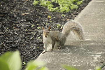 Curious Squirrel