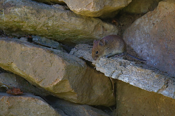 Cute field mouse on a peace of wood in a wall made of stones
