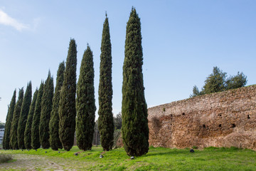 Italian Cypress Trees