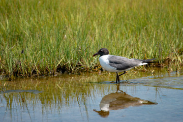 A shore bird, the Laughing Gull Leucophaeus atricilla has a call that sounds like laughter