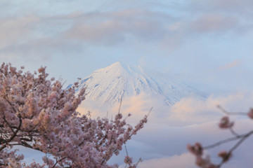 Cityscape with cherry blossom and mount Fuji in sprint season at Fujinomiya, Shizuoka prefecture, Japan