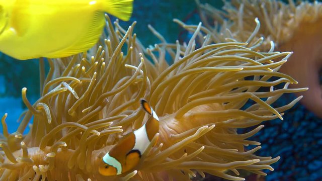 Orange clownfish. Amphiprion percula swims between the tentacles of the sea anemone. Close up.