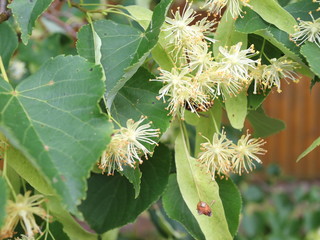 flowering linden tree