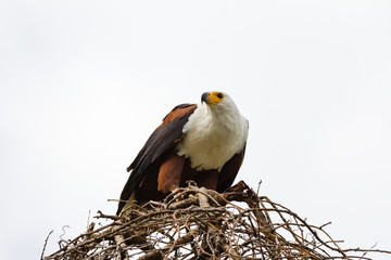 Eagle the fisherman on the nest. He brought the fish. Lake Baringo, Kenya. Africa