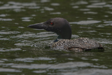 Loon fishing on the lake